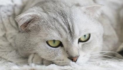 熊猫体育app下载-快艇有意补强内线抗衡湖人 庄神成为引援目标？
