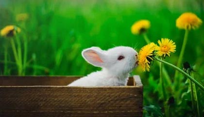 把多特打到半场没射门 如此犀利的拜仁还换帅吗？